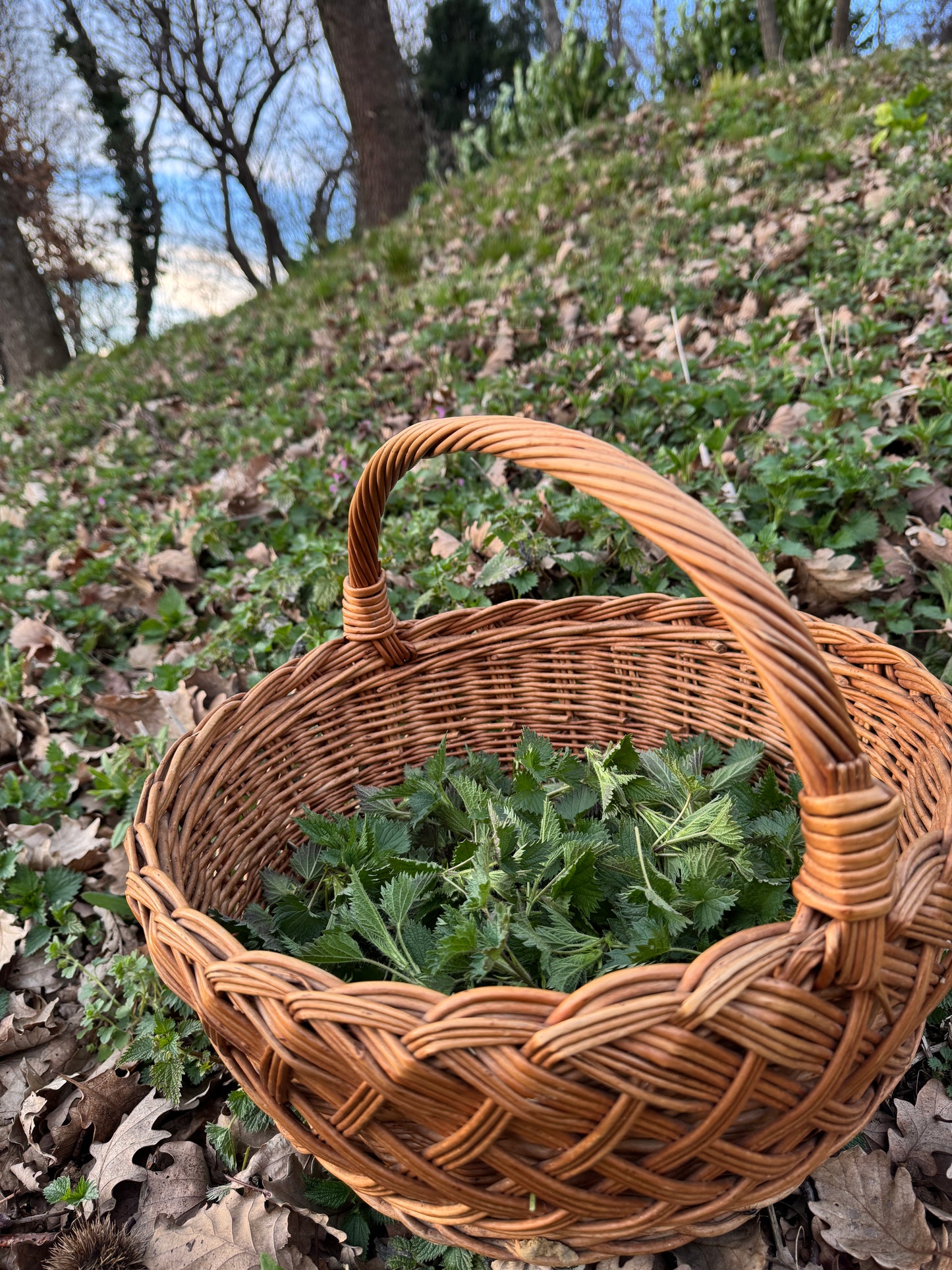 Škola u Prirodi 'Samoniklo jestivo i ljekovito bilje' 09.05.2026. (10-18 h)