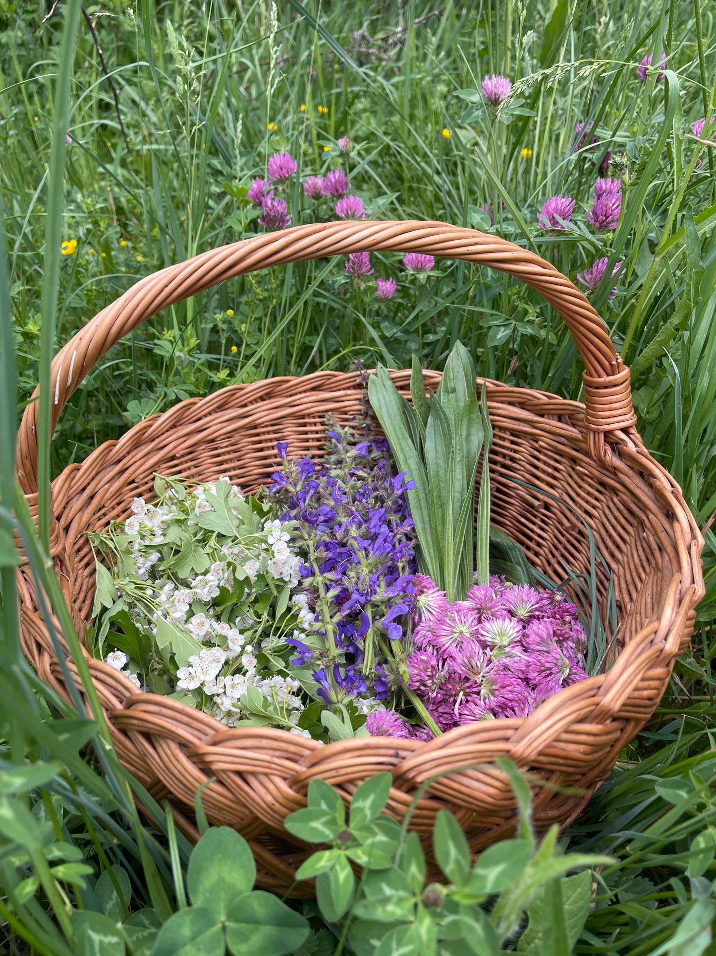 Ljekoviti ocat od crvene djeteline i livadne kadulje