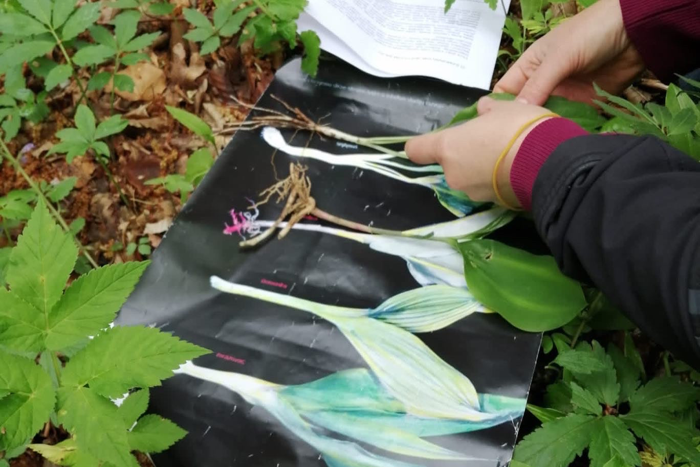 'Proljetno jestivo samoniklo bilje' 28.02./07.03./14.03./21.03.2026. (11-15 h)