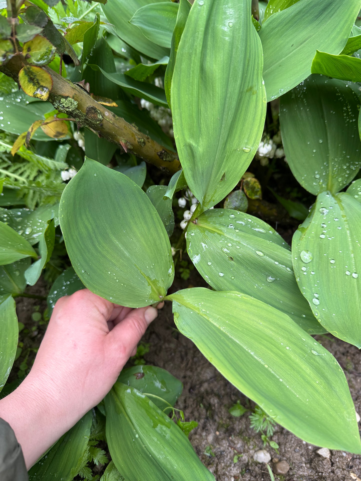 'Proljetno jestivo samoniklo bilje' 28.02./07.03./14.03./21.03.2026. (11-15 h)