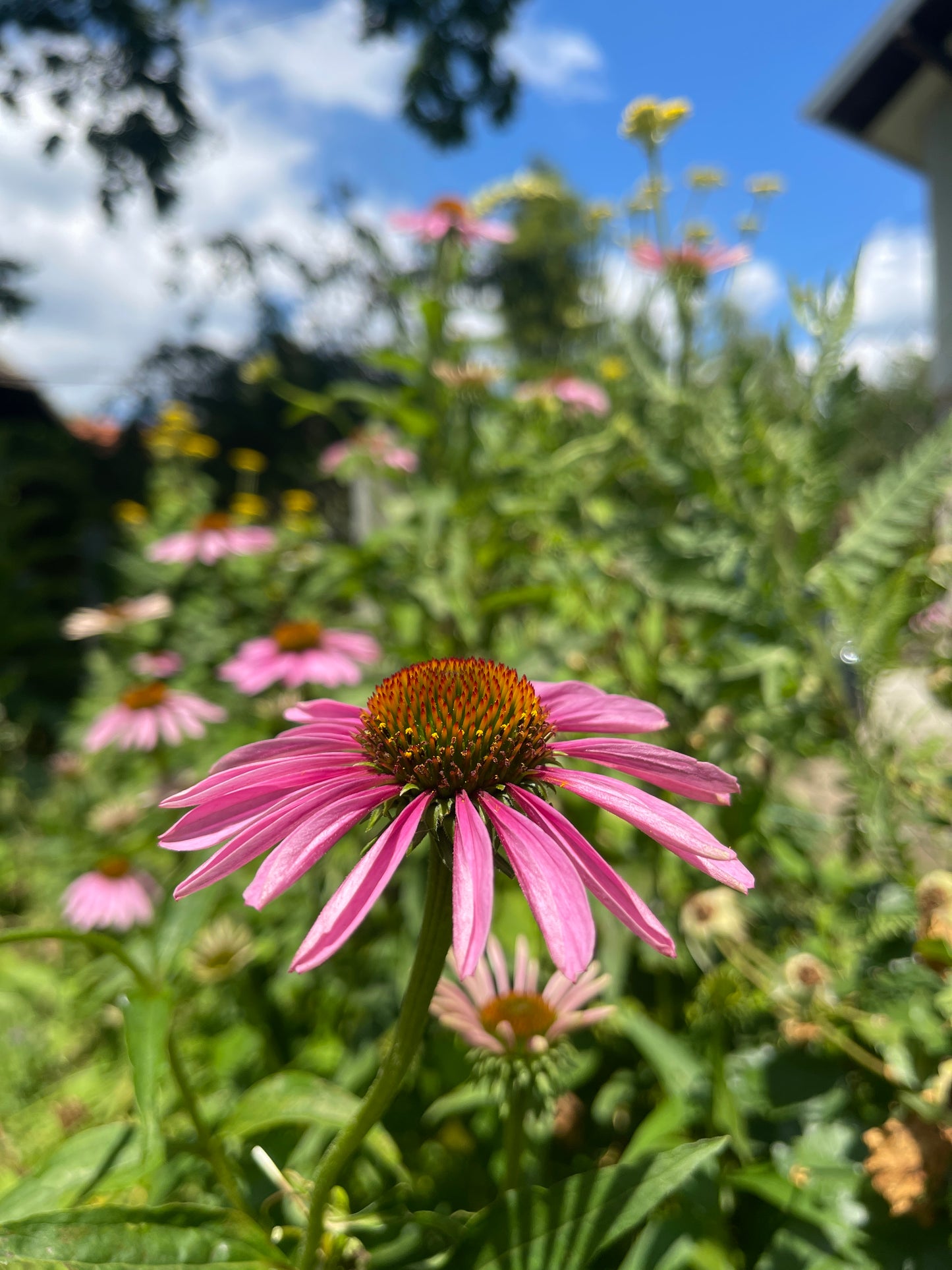 Paket za jačanje imuniteta - Echinacea