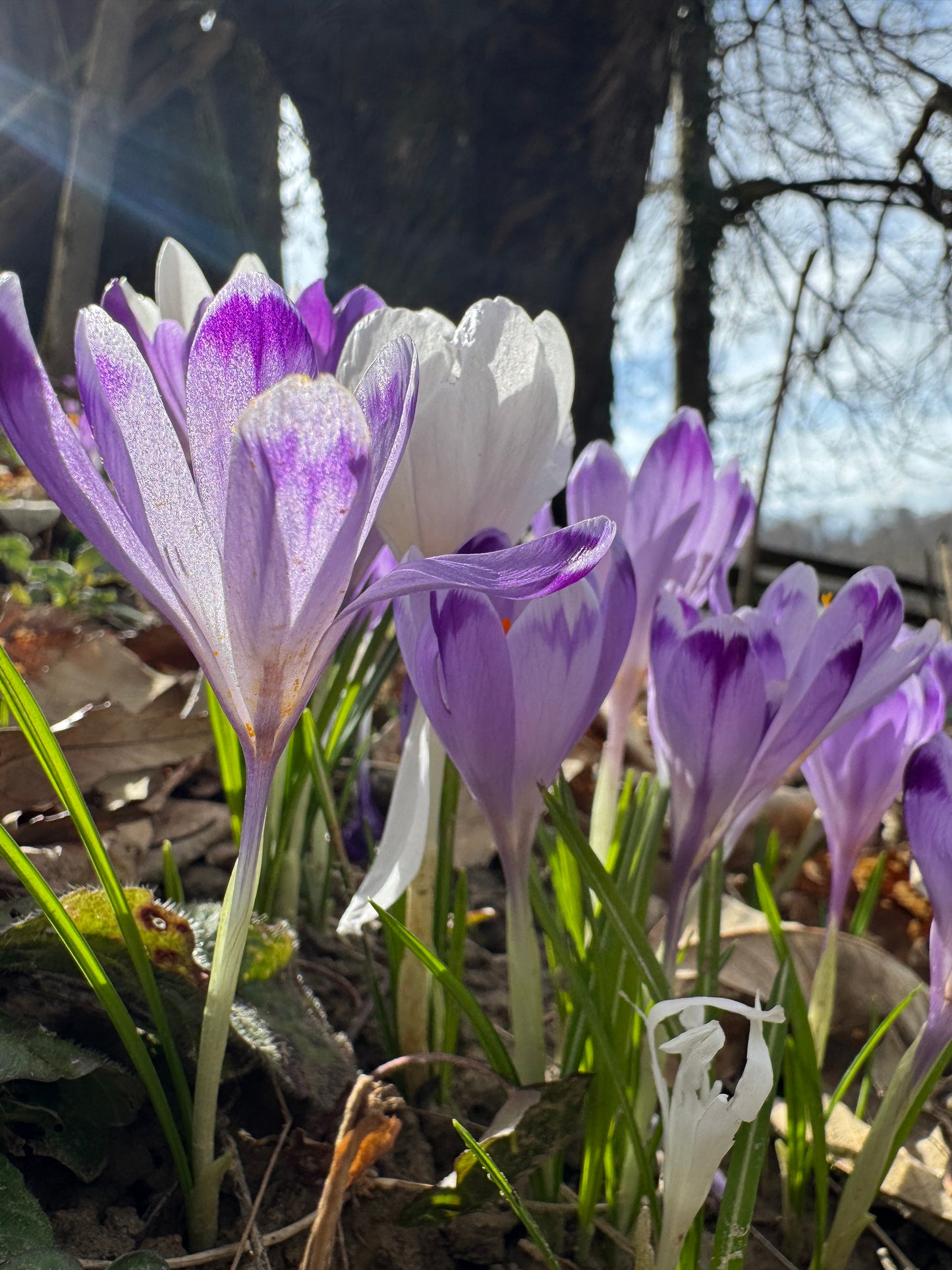 'Proljetno jestivo samoniklo bilje' 28.02./07.03./14.03./21.03.2026. (11-15 h)