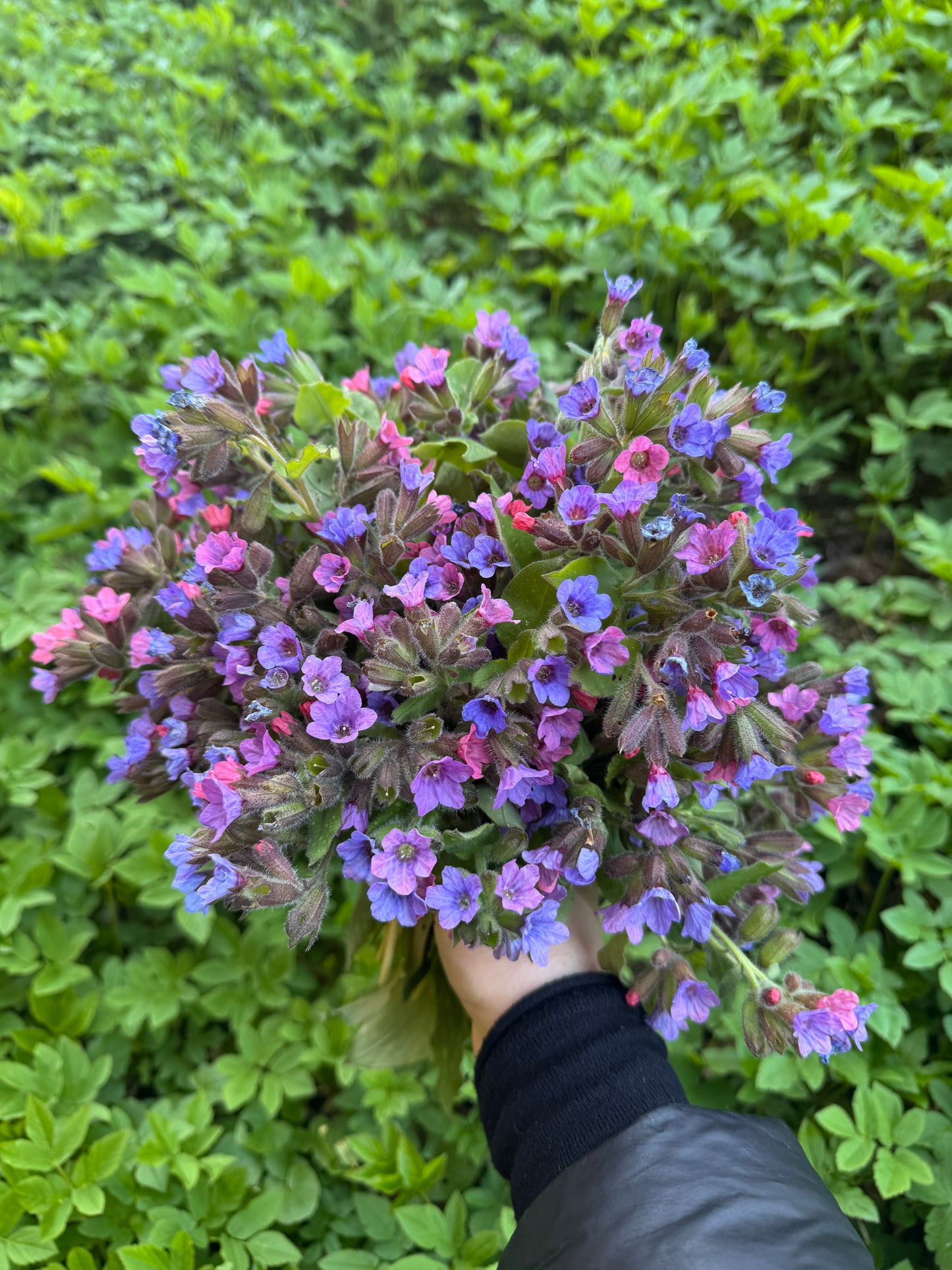 'Proljetno jestivo samoniklo bilje' 28.02./07.03./14.03./21.03.2026. (11-15 h)