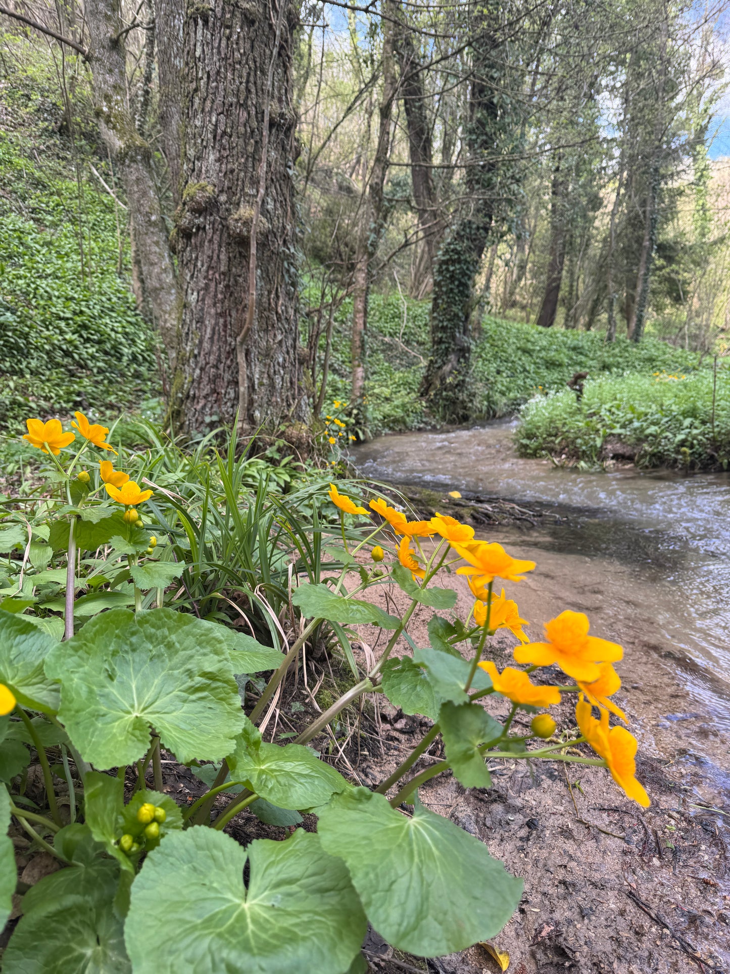 Škola u Prirodi 'Samoniklo jestivo i ljekovito bilje' 09.05.2026. (10-18 h)